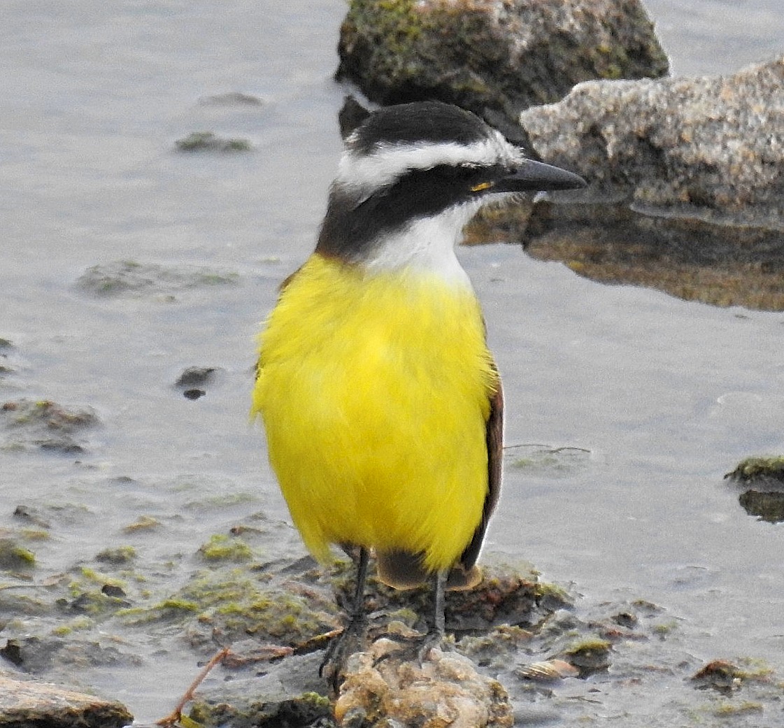 Great Kiskadee - Daniel Lescano