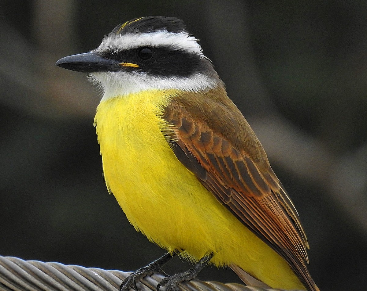 Great Kiskadee - Daniel Lescano