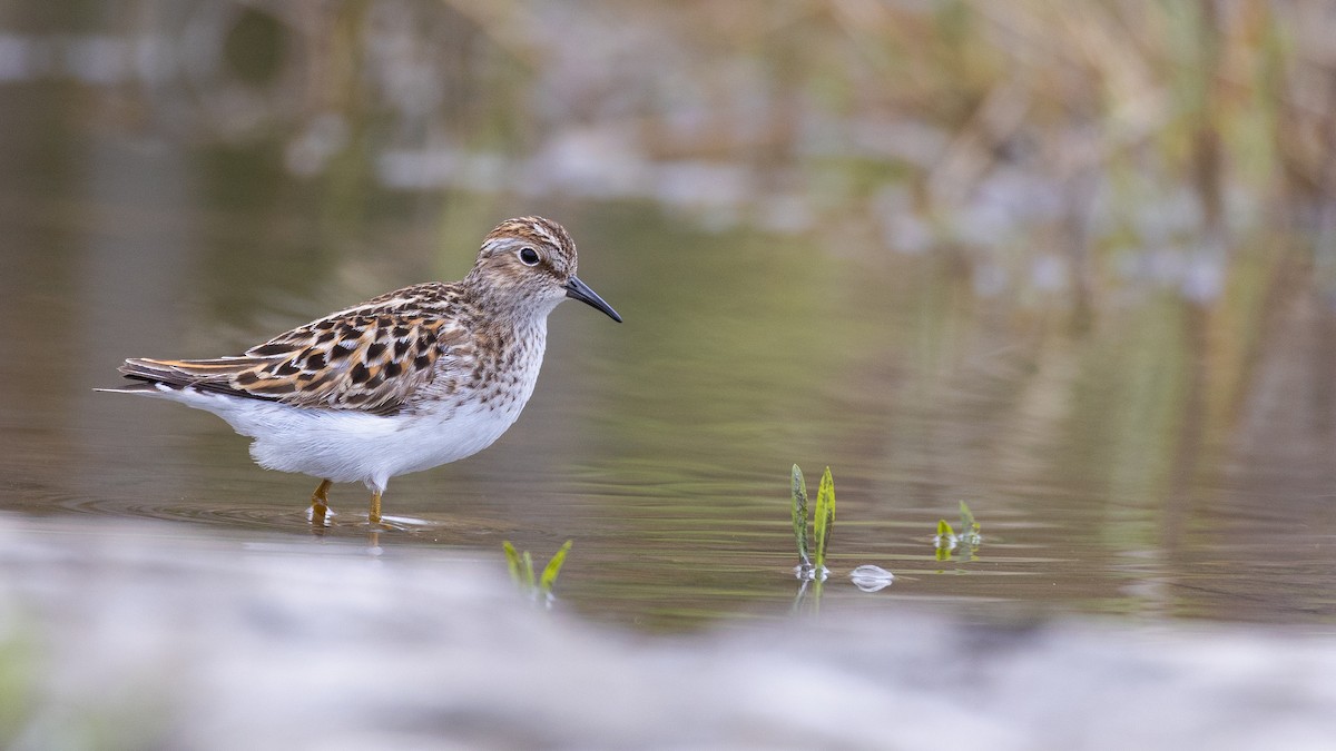 Least Sandpiper - Karim Bouzidi