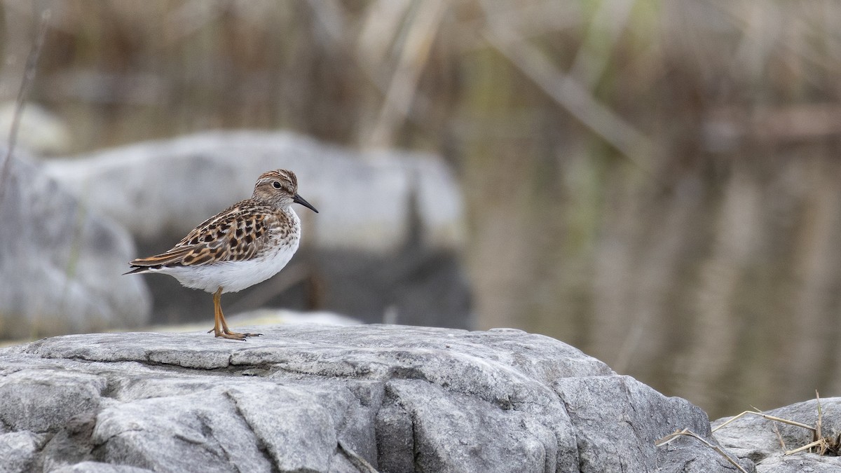 Least Sandpiper - Karim Bouzidi