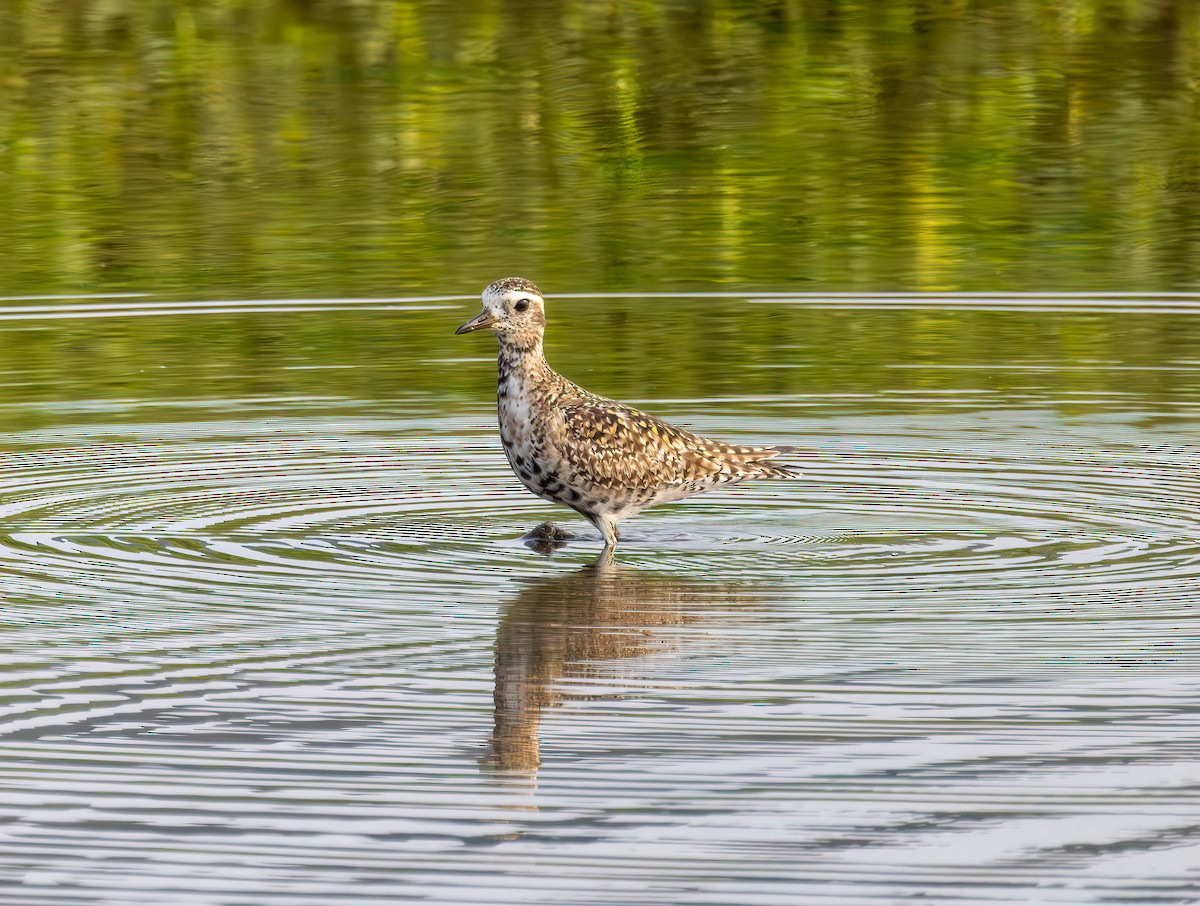 Pacific Golden-Plover - ML618939853