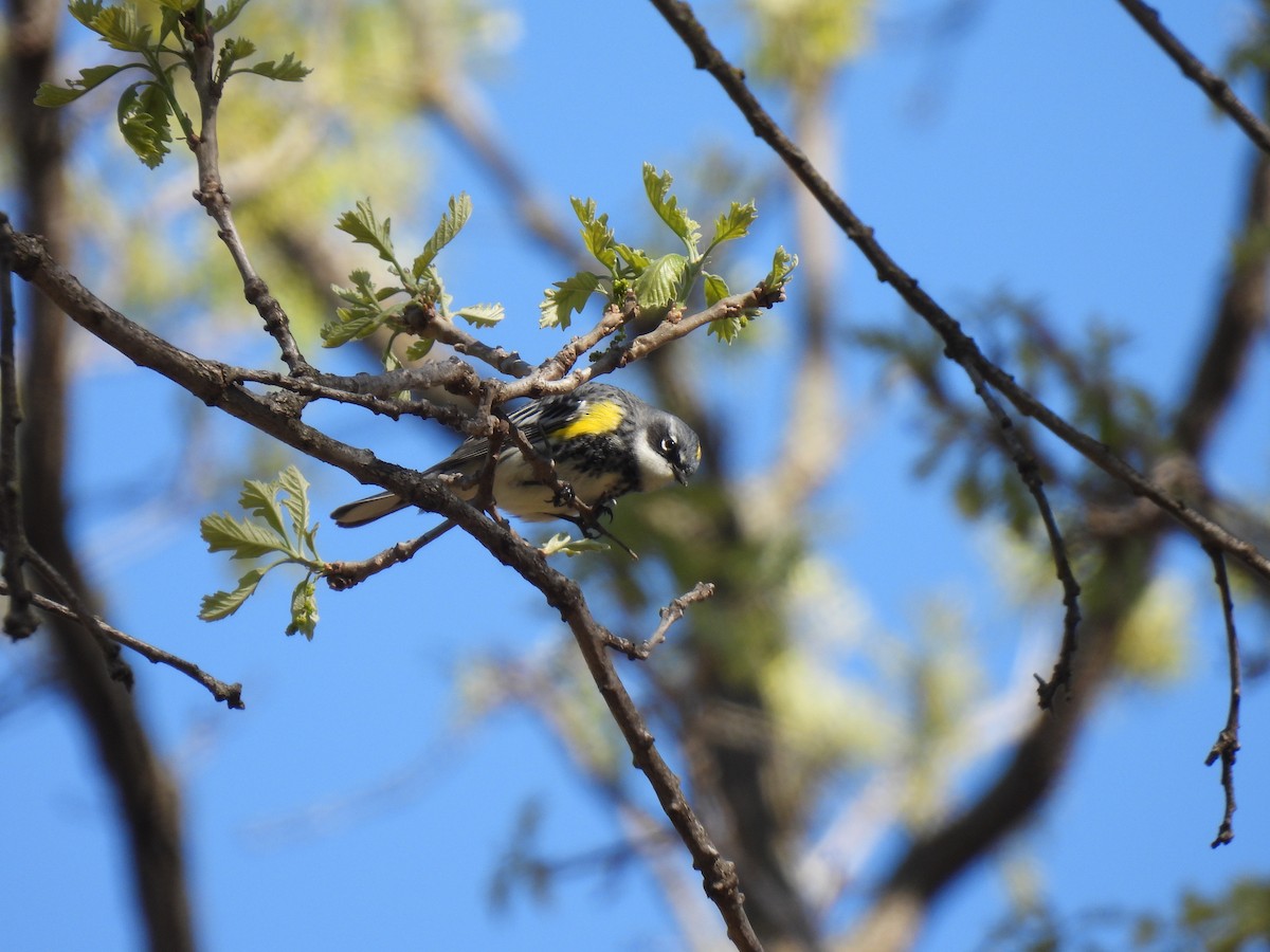 Yellow-rumped Warbler - Ruby Rolland