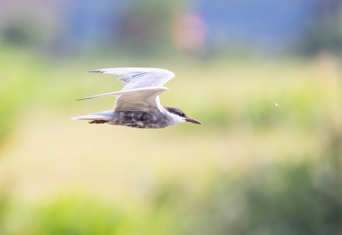 Whiskered Tern - Archer Wang