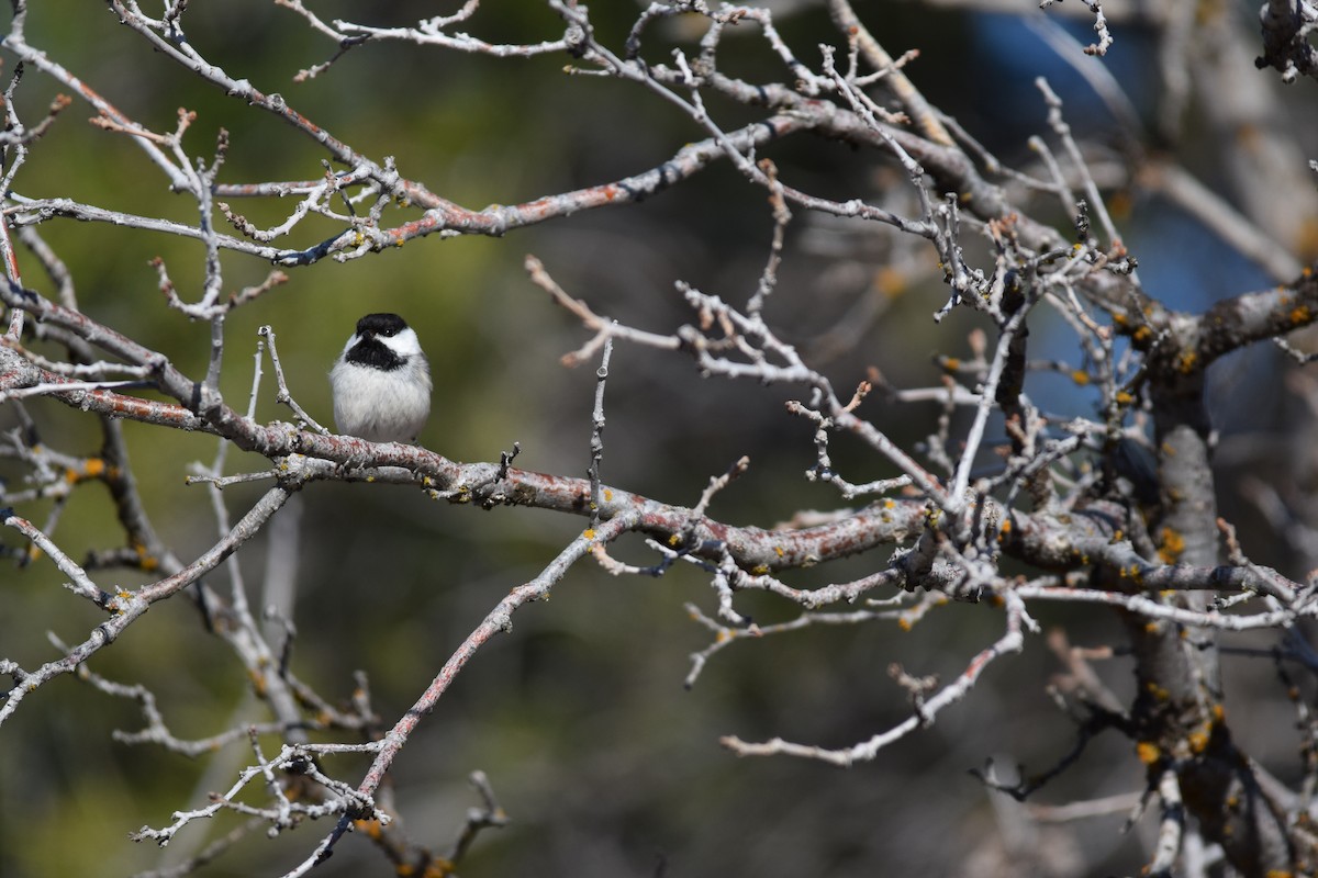 Black-capped Chickadee - Annie Beckstrand