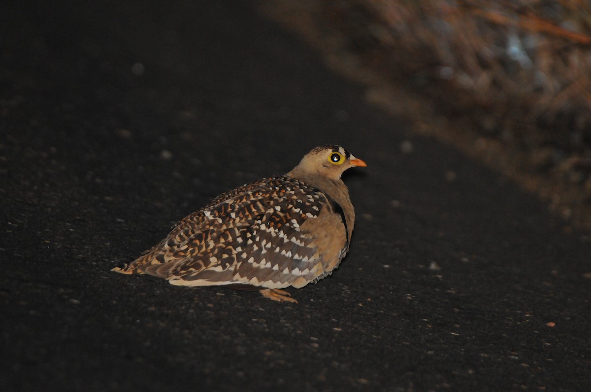 Double-banded Sandgrouse - Dominic More O’Ferrall