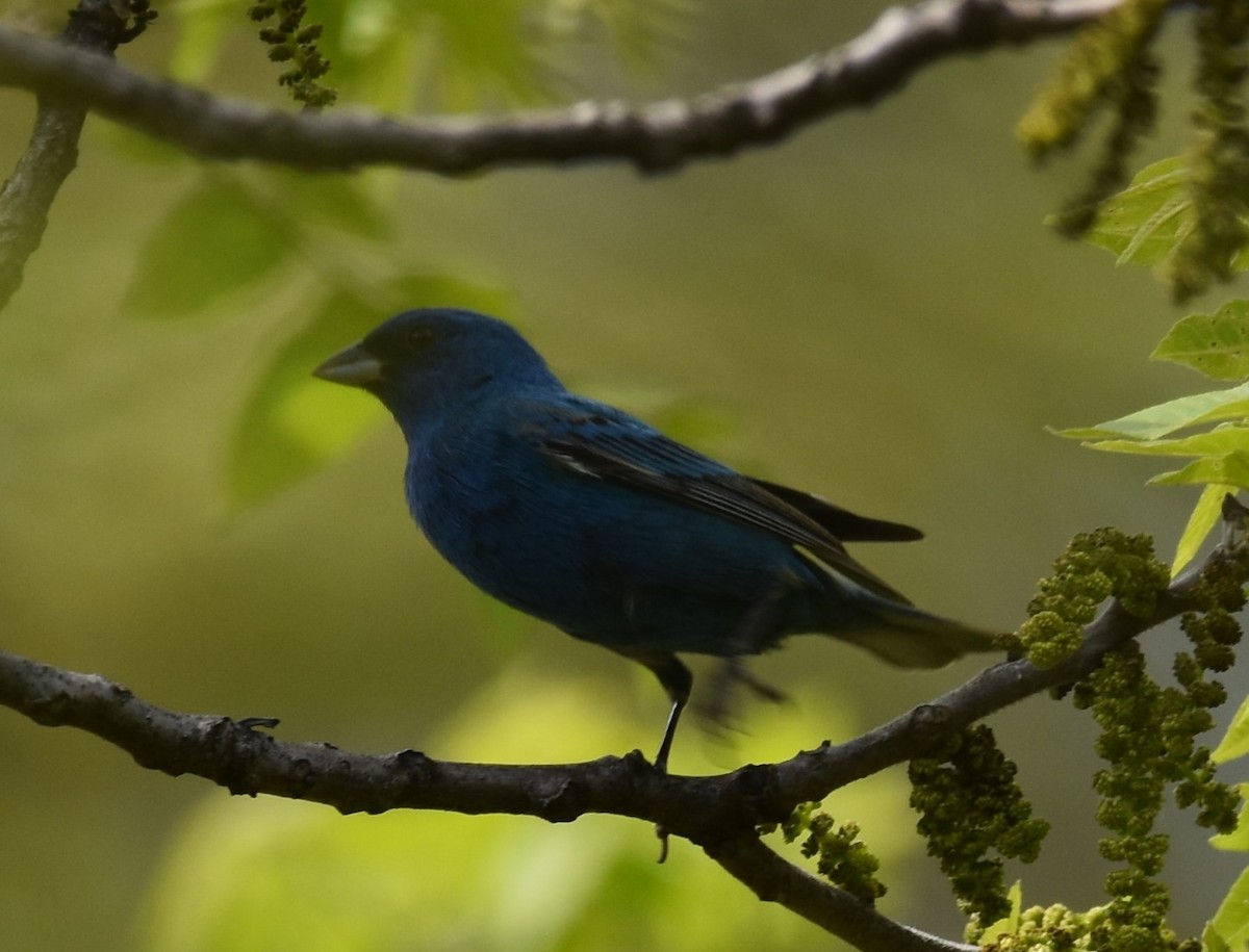 Indigo Bunting - David and Ann Snodgrass