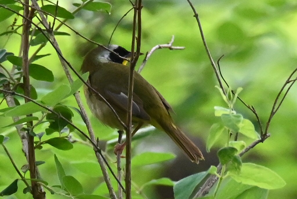 Common Yellowthroat - Dale Barlow