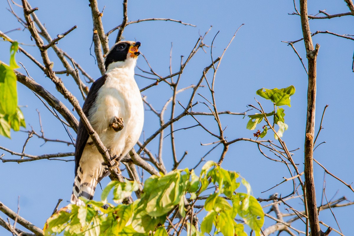 Laughing Falcon - Fundación Ecoturística Recetor Vive un Paraíso