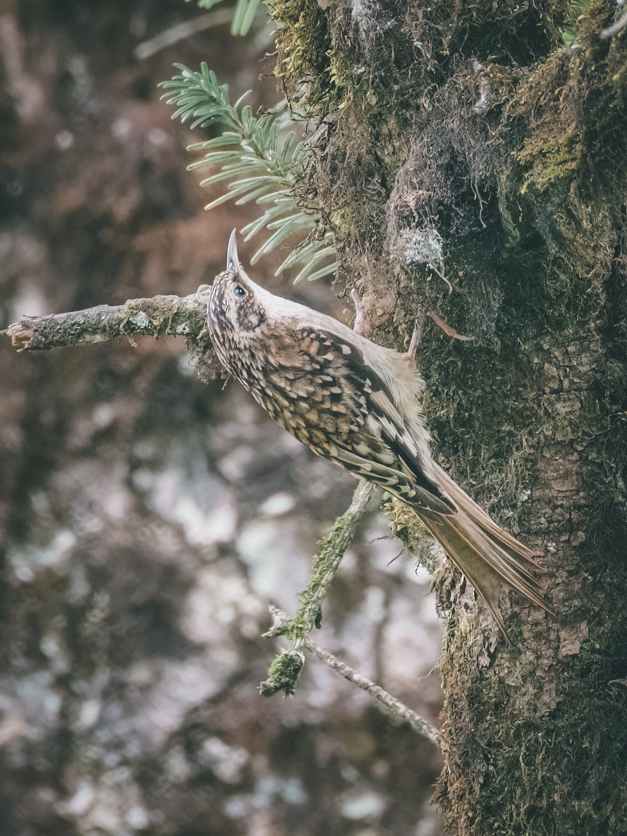 Sichuan Treecreeper - ML618939940