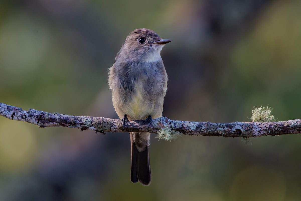 Western Wood-Pewee - ML618939951