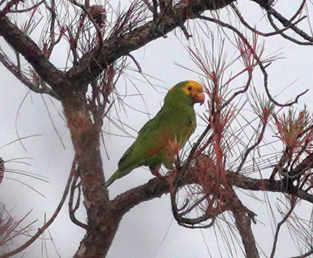 Yellow-headed Parrot - Paul Bartlett