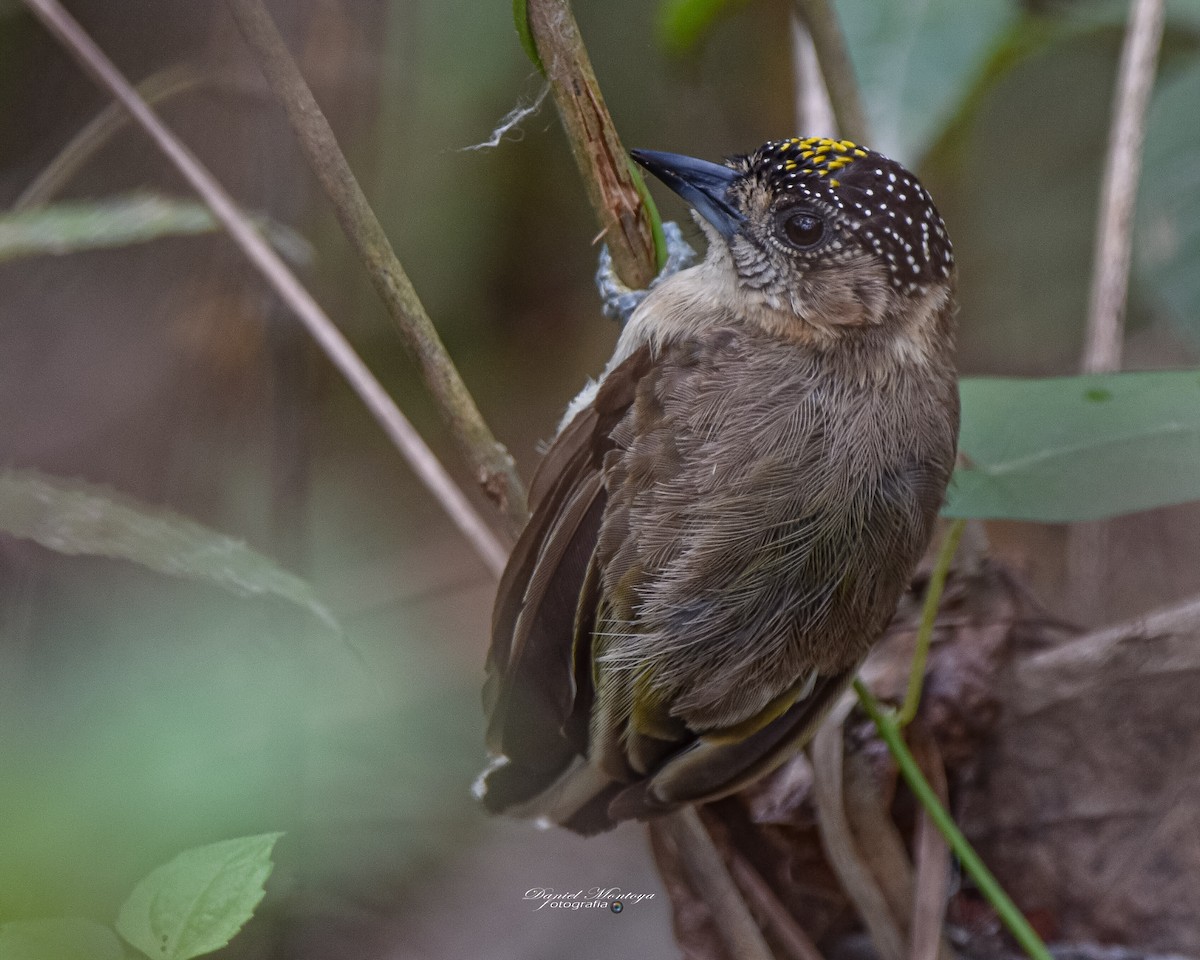 Grayish Piculet - ML618939971