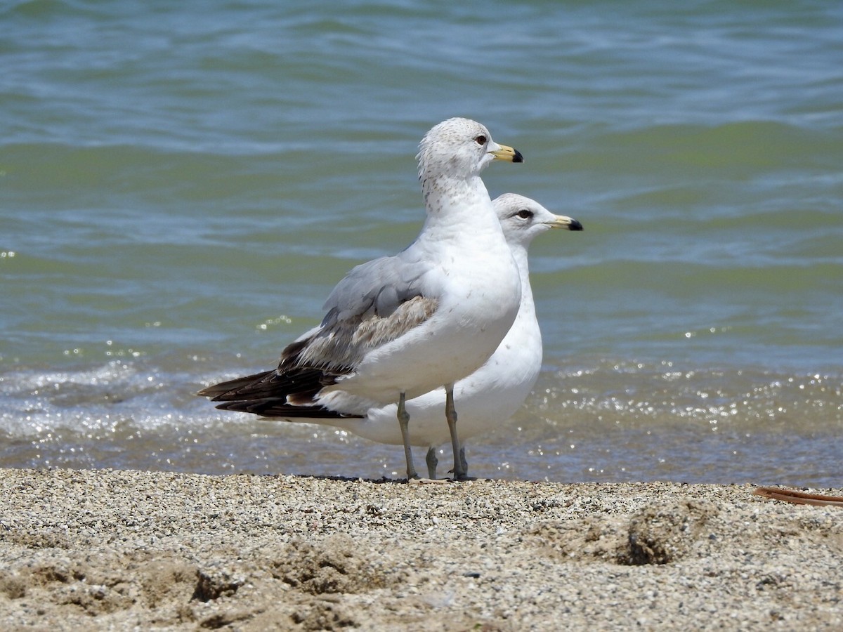 Delawareko kaioa - ML618939973