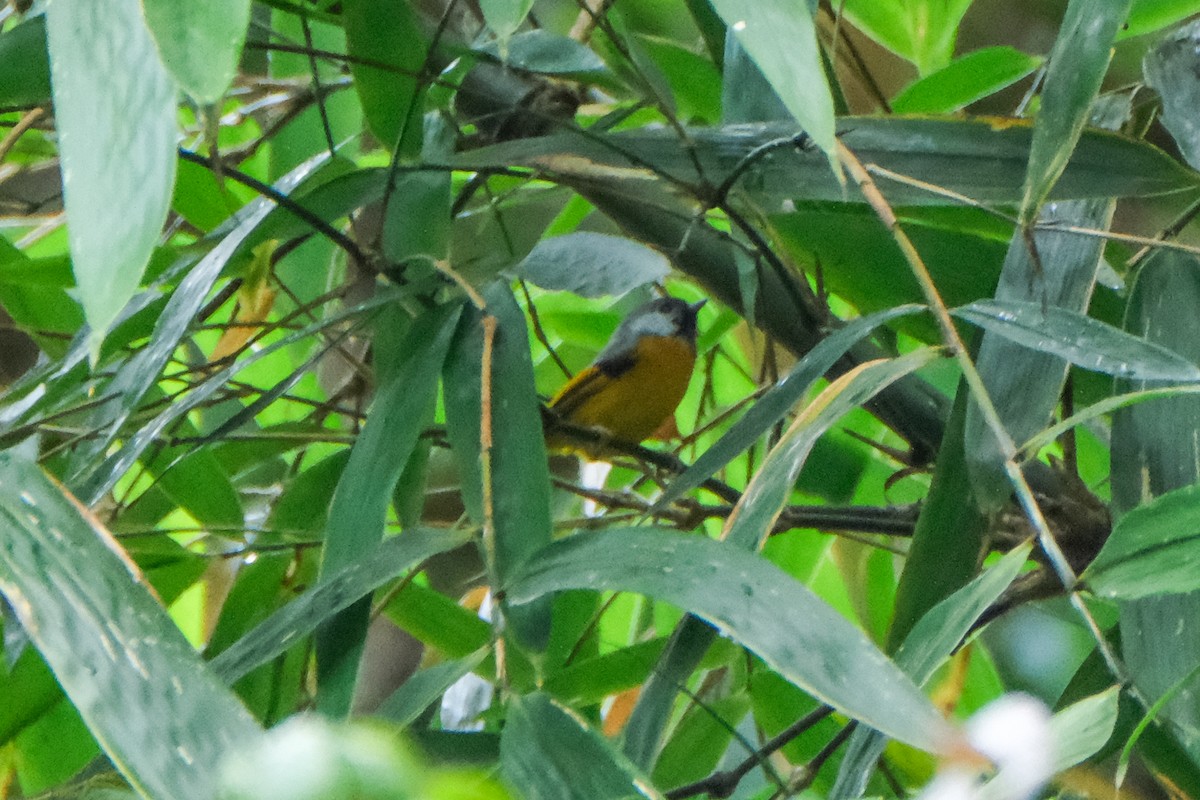 Golden-breasted Fulvetta - Oscar Vazquez