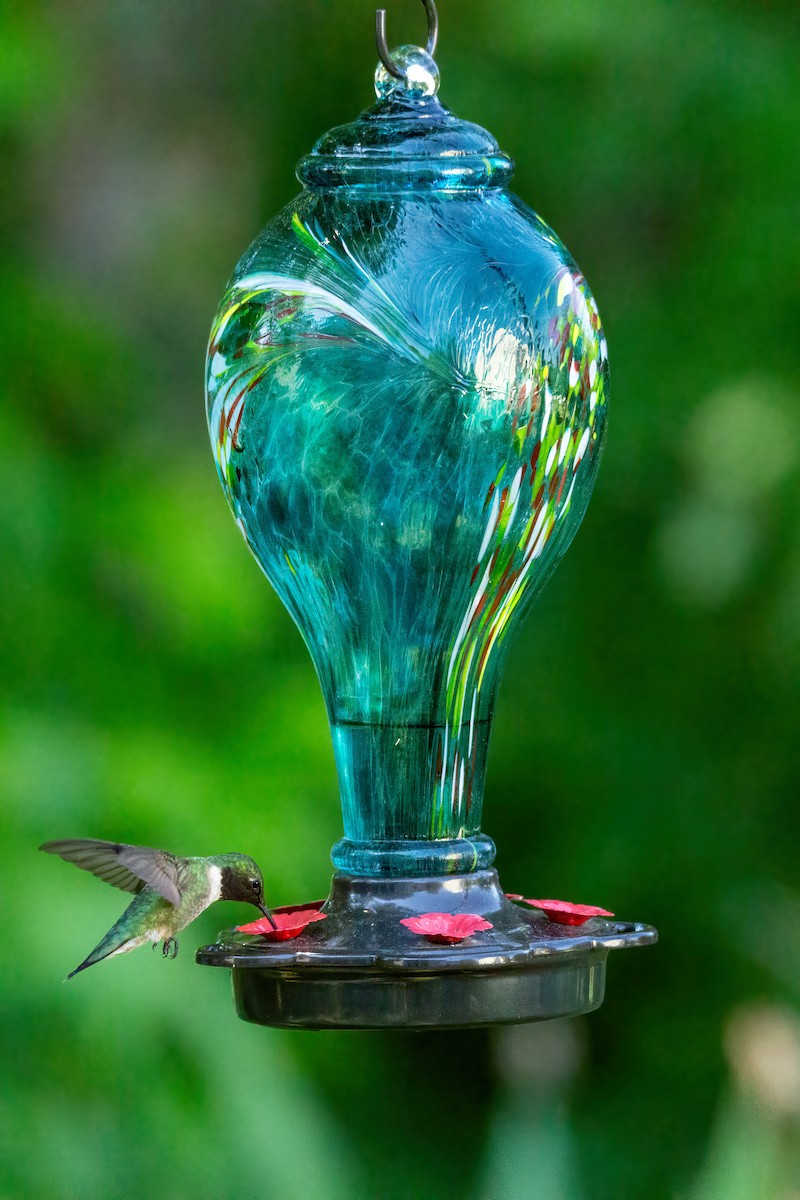 Ruby-throated Hummingbird - George Holt