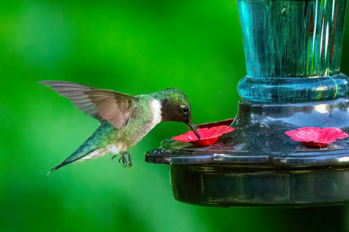 Ruby-throated Hummingbird - George Holt