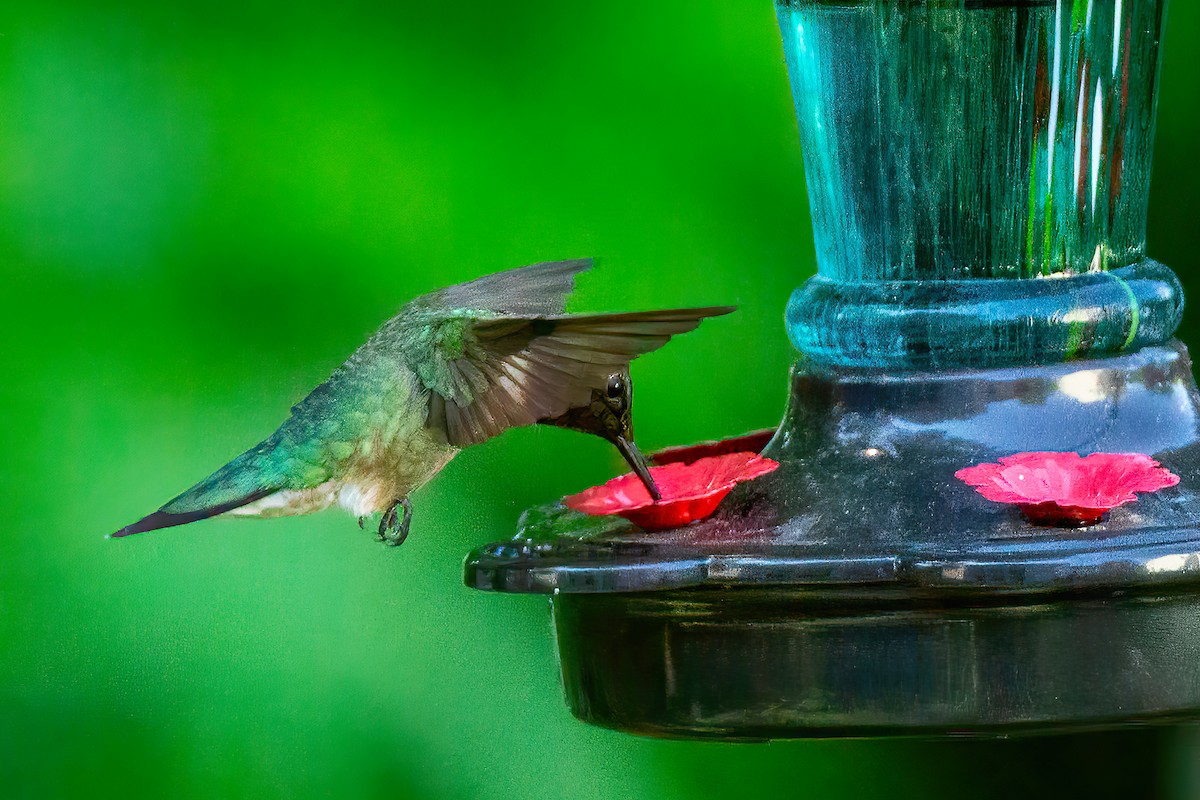 Ruby-throated Hummingbird - George Holt