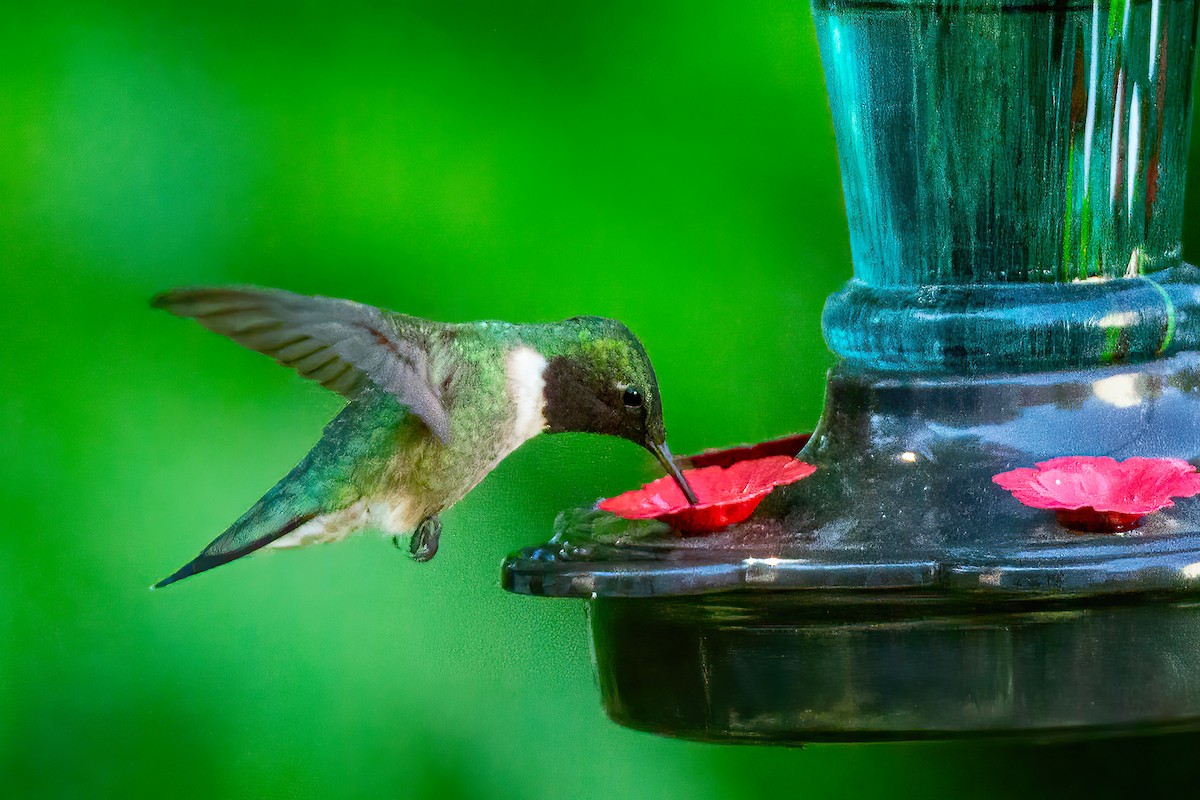 Ruby-throated Hummingbird - George Holt