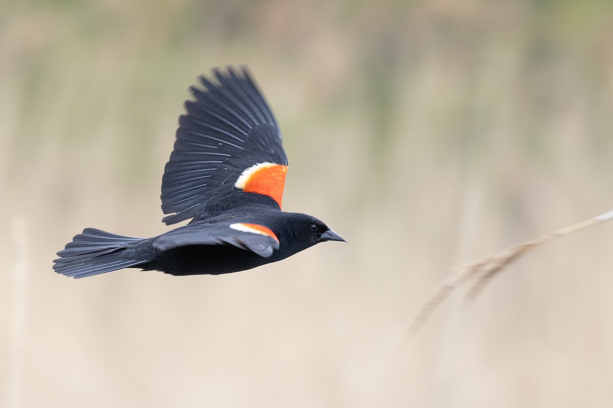 Red-winged Blackbird - ML618940026