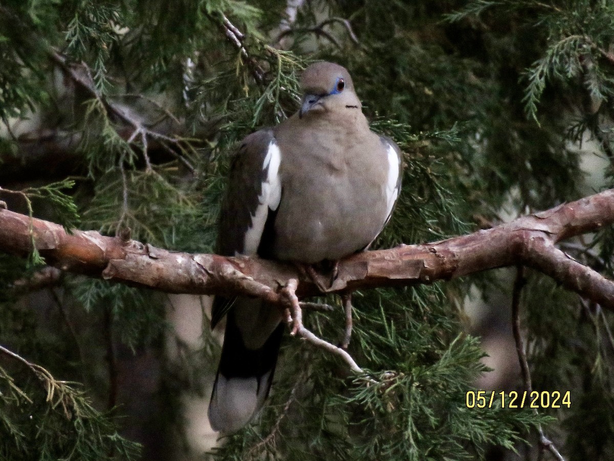 White-winged Dove - Jim Crumpler