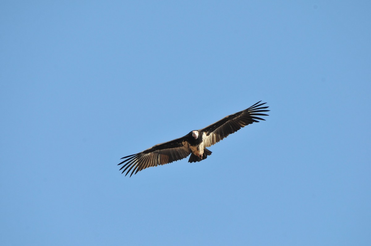 Vautour à tête blanche - ML618940032