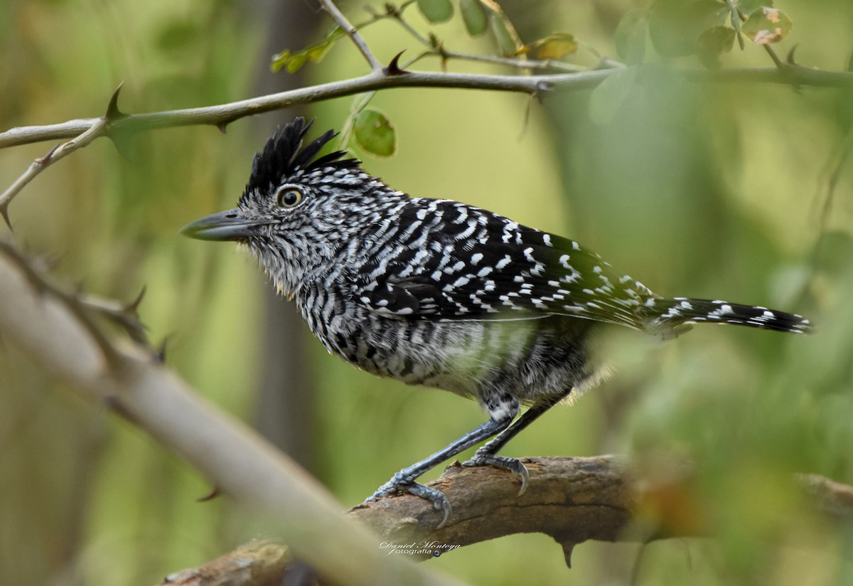 Barred Antshrike - ML618940039