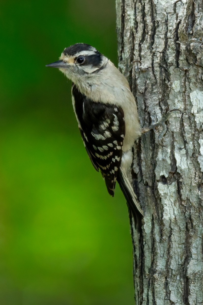 Downy Woodpecker - George Holt