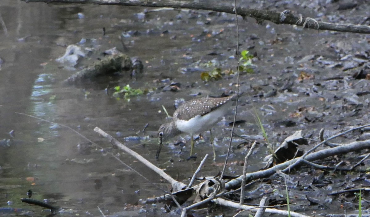 Solitary Sandpiper - Francine Tanguay