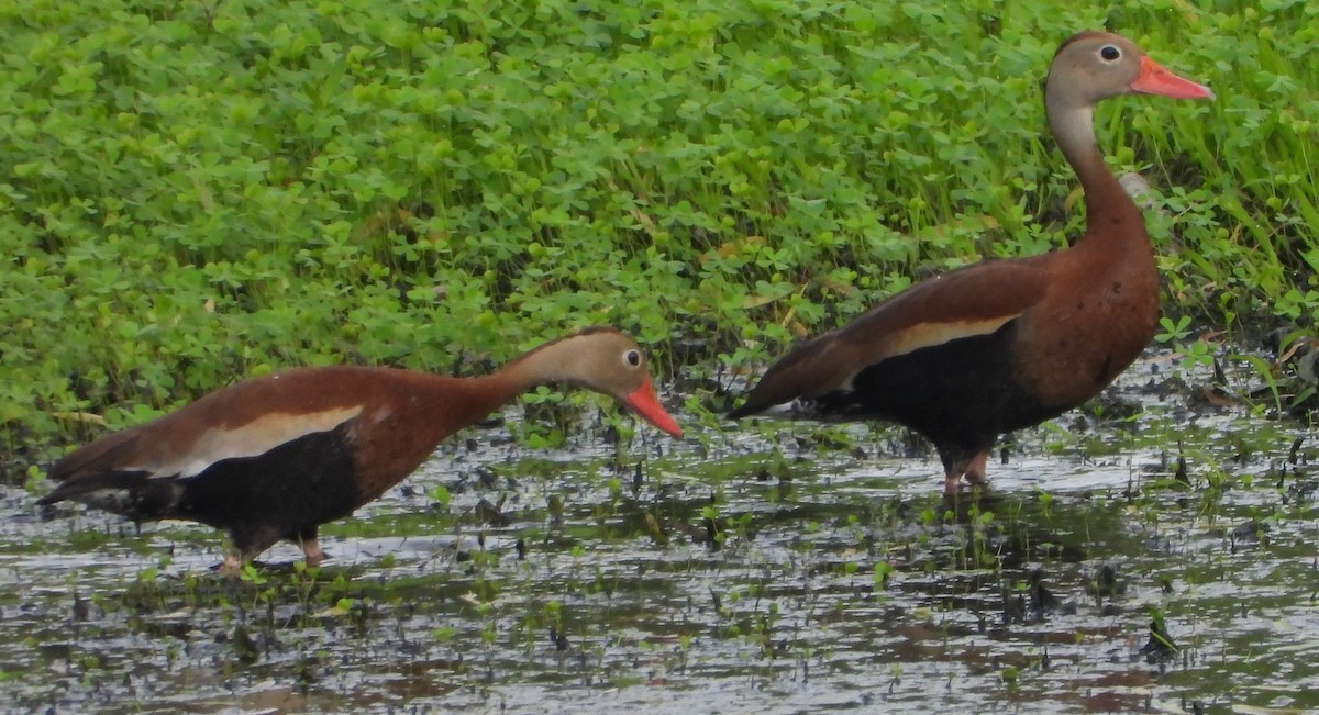 Dendrocygne à ventre noir - ML618940087