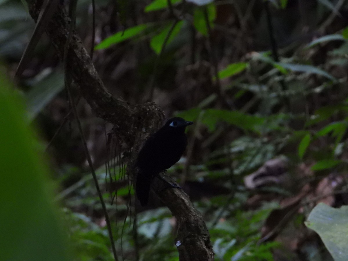 Zeledon's Antbird - Francisco Sornoza