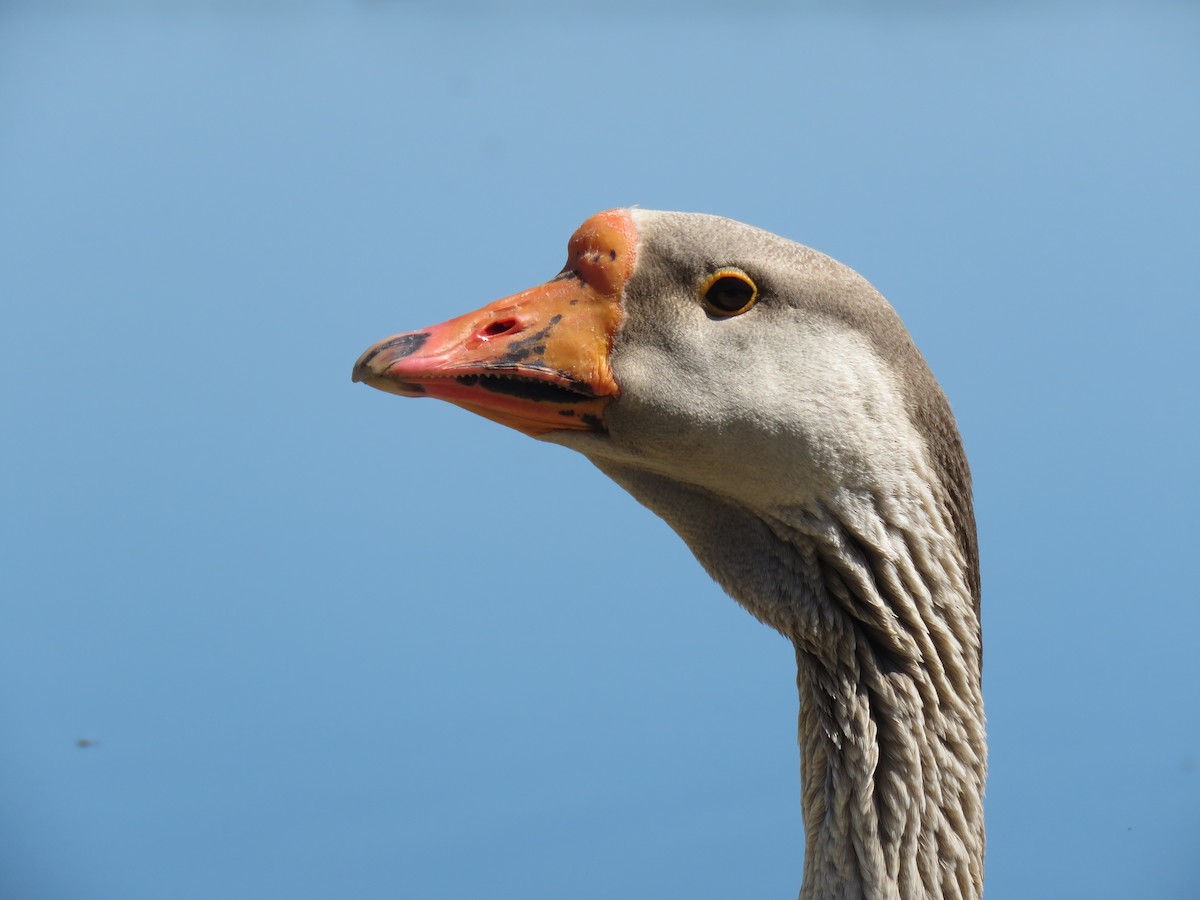 Domestic goose sp. (Domestic type) - Hendrik Herlyn