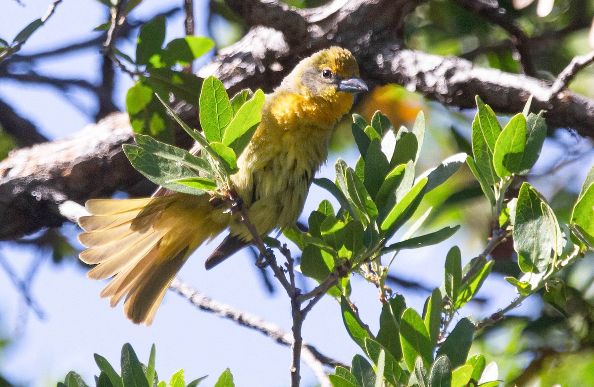 Hepatic Tanager - John Scharpen