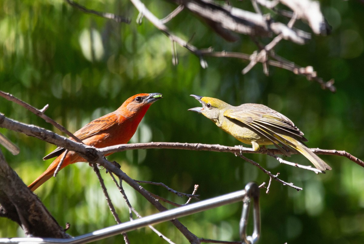 Hepatic Tanager - John Scharpen