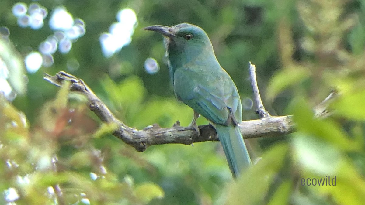 Blue-bearded Bee-eater - Mohan Raj K.