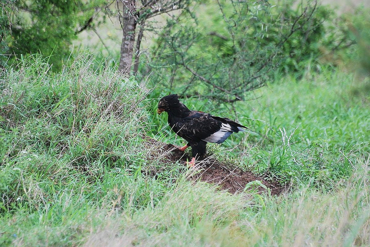 Bateleur - Dominic More O’Ferrall