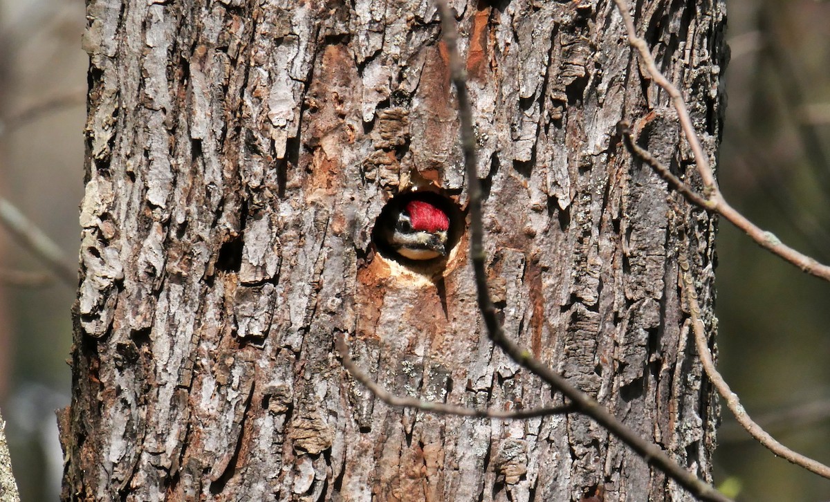 Yellow-bellied Sapsucker - Francine Tanguay