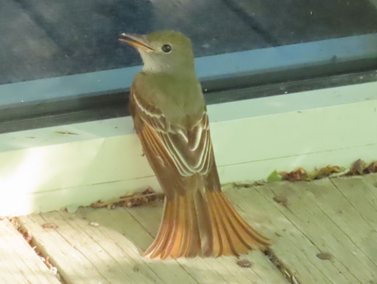 Great Crested Flycatcher - ML618940163