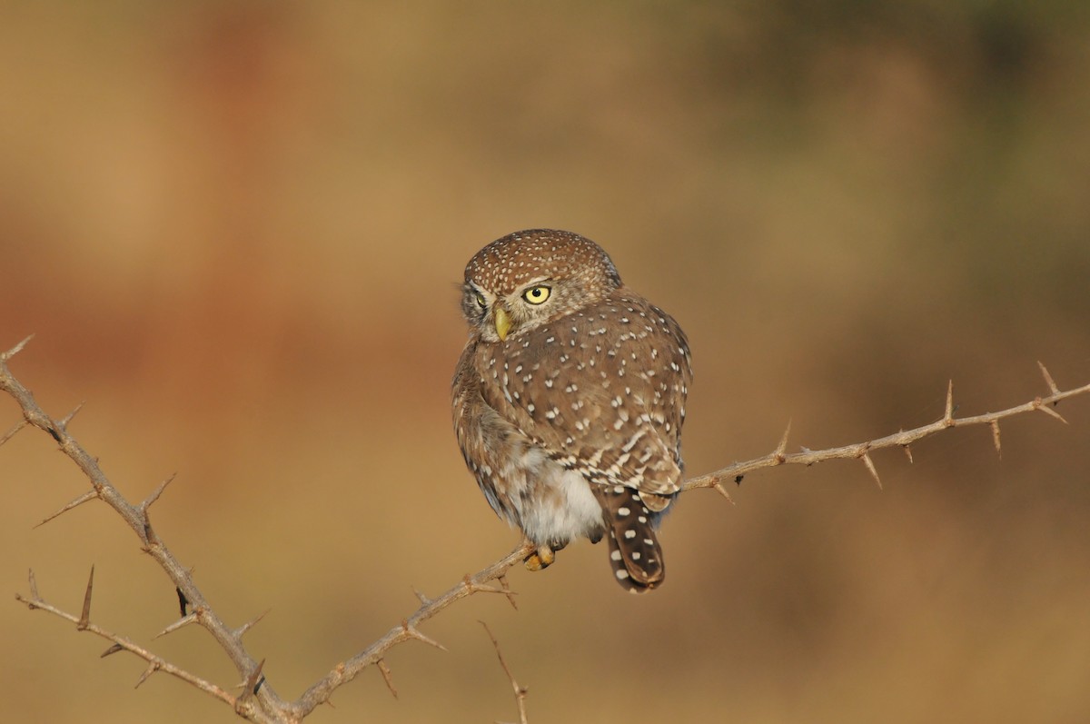 Pearl-spotted Owlet - Dominic More O’Ferrall