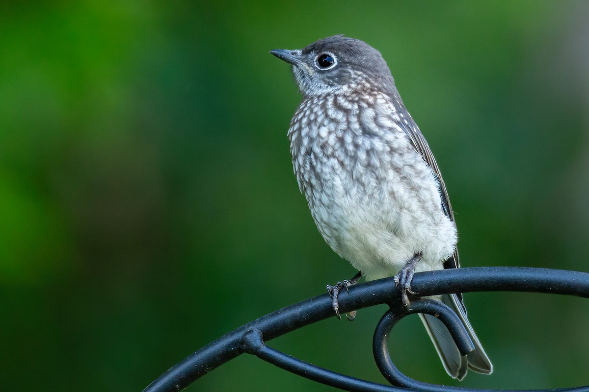 Eastern Bluebird - George Holt