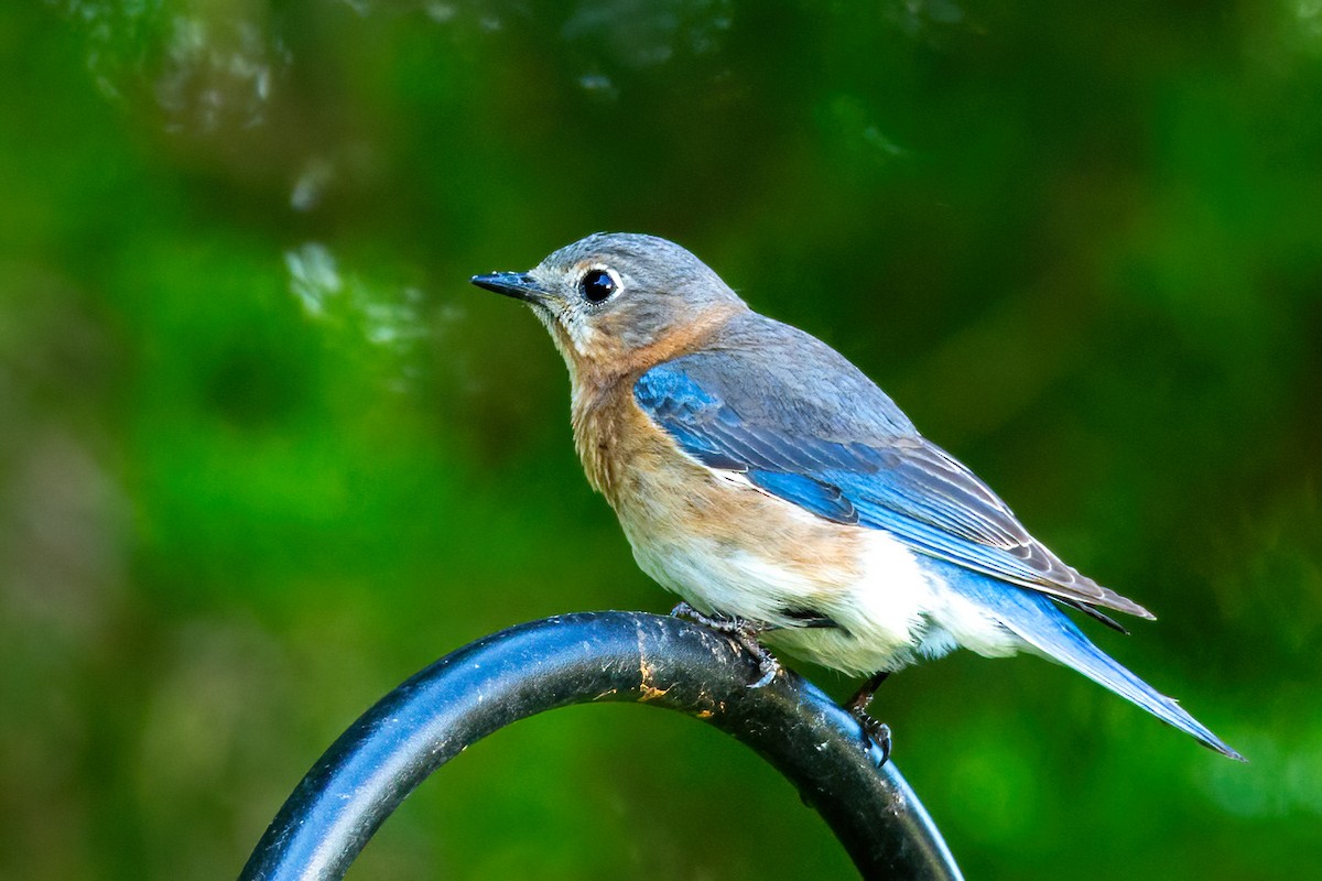 Eastern Bluebird - George Holt