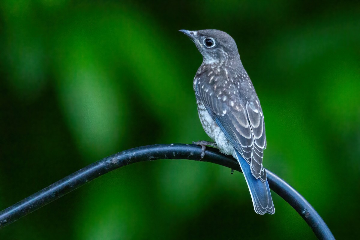 Eastern Bluebird - George Holt