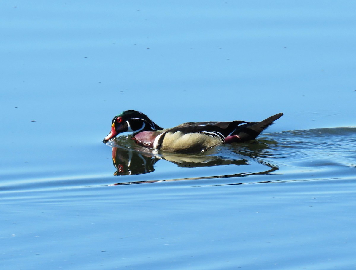 Wood Duck - Hendrik Herlyn