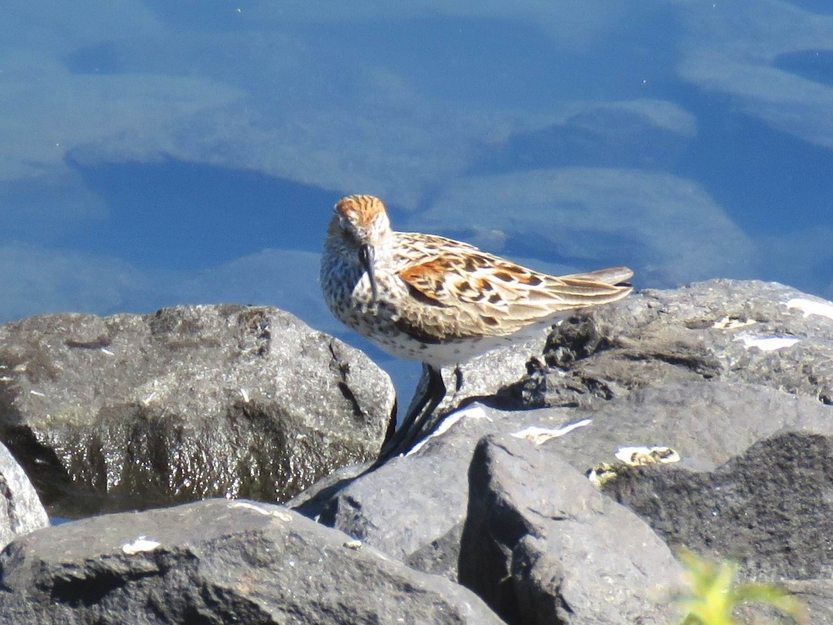 Western Sandpiper - Hendrik Herlyn