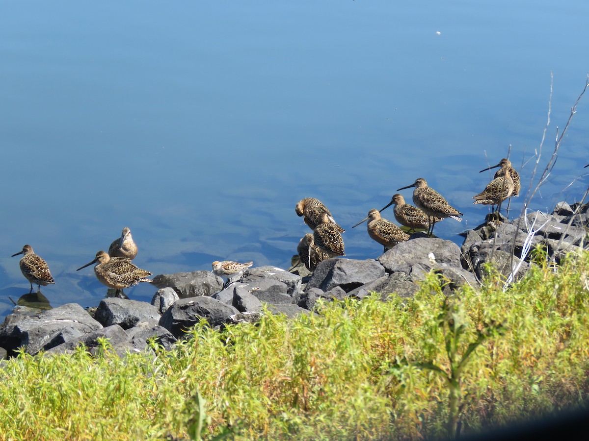 Long-billed Dowitcher - Hendrik Herlyn