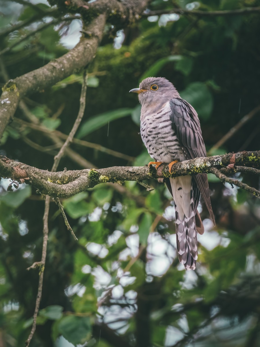 Lesser Cuckoo - 雀实可爱 鸦