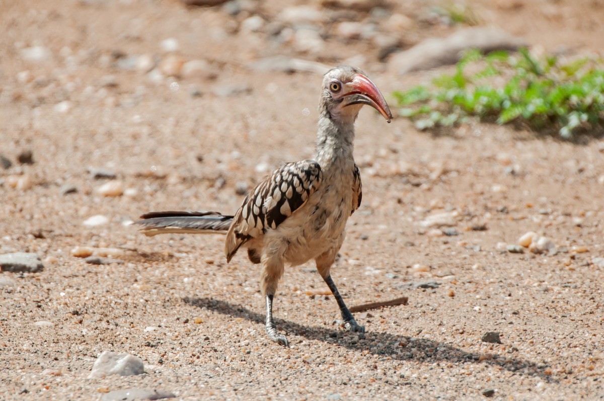 Southern Red-billed Hornbill - Dominic More O’Ferrall