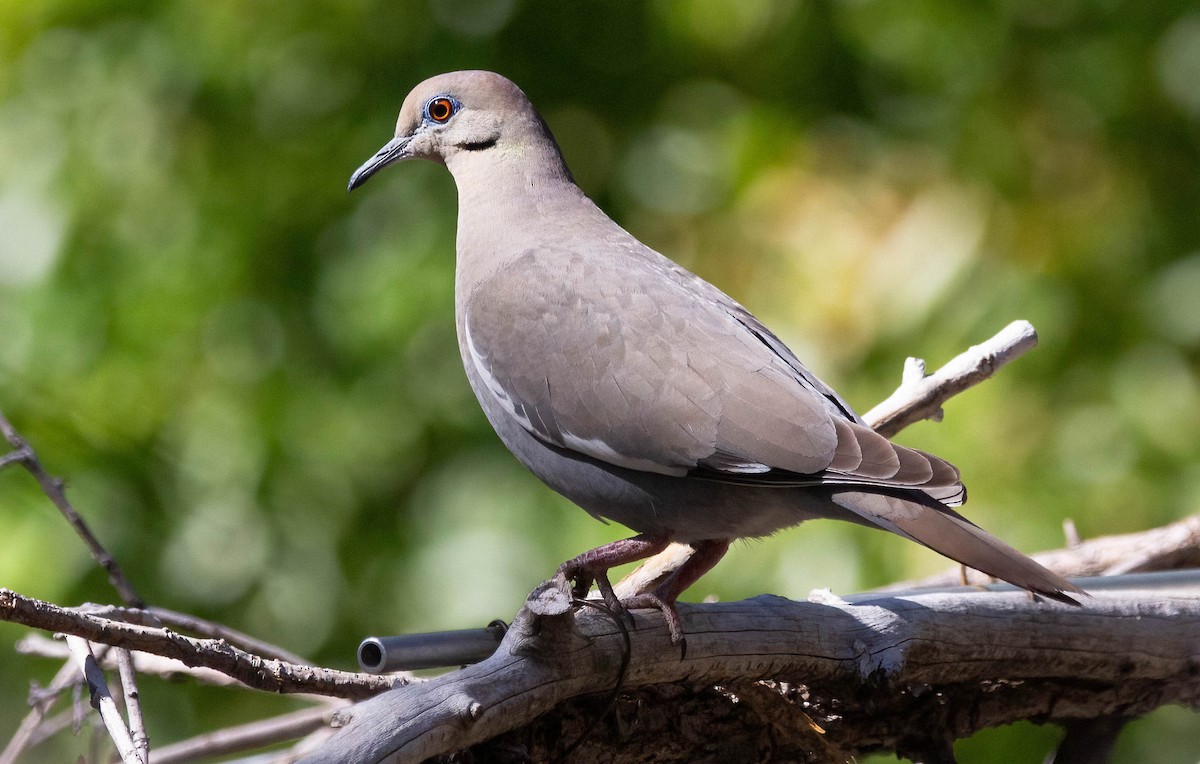 White-winged Dove - John Scharpen