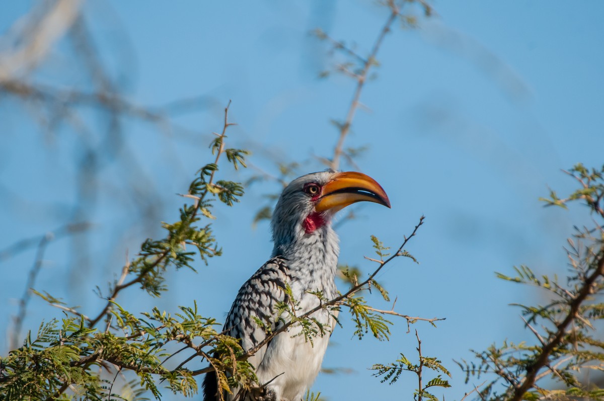 Southern Yellow-billed Hornbill - Dominic More O’Ferrall
