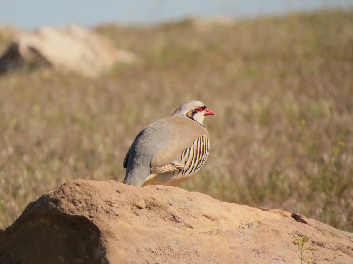 Chukar - F Alvarez