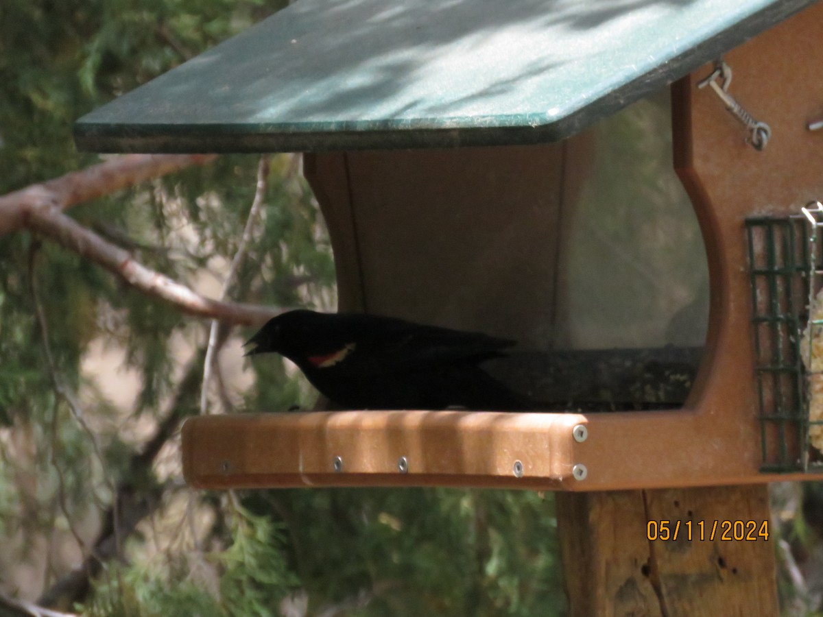 Red-winged Blackbird - ML618940252